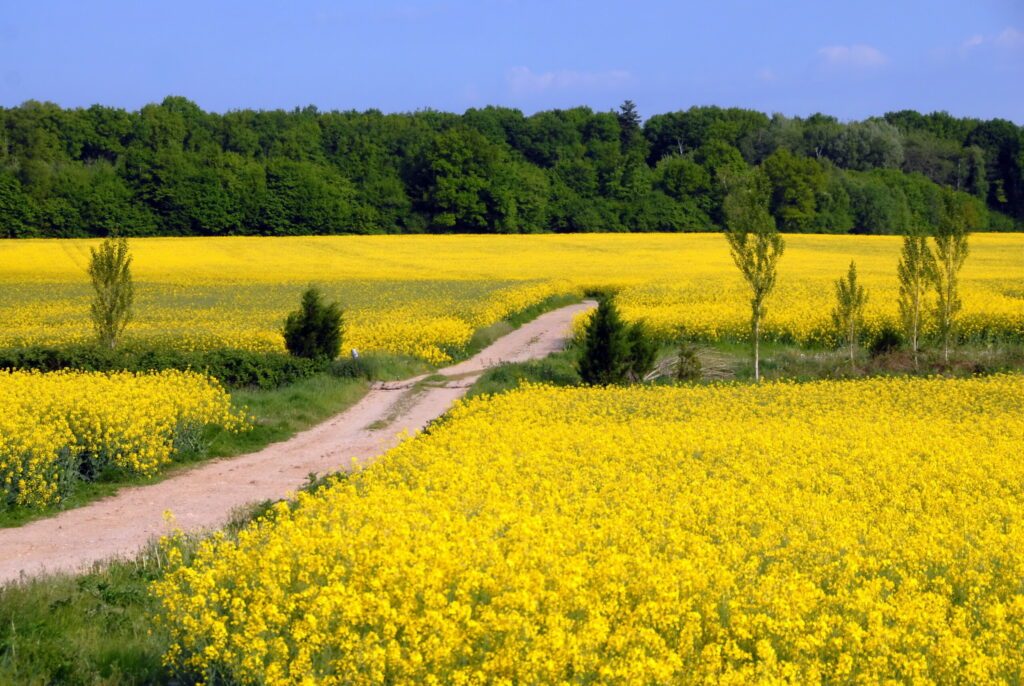 Feldweg inmitten eines Rapsfeldes, Departement Mayenne, Frankreich