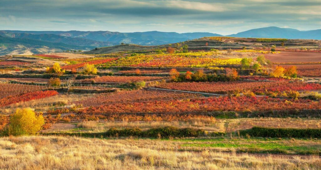 Die Weinberge von La Rioja